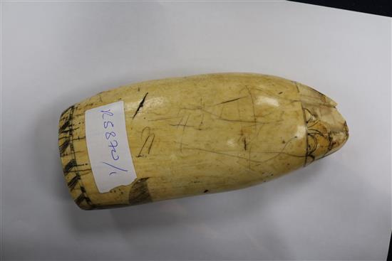 An early 19th century Scrimshaw whale tooth length 18cm